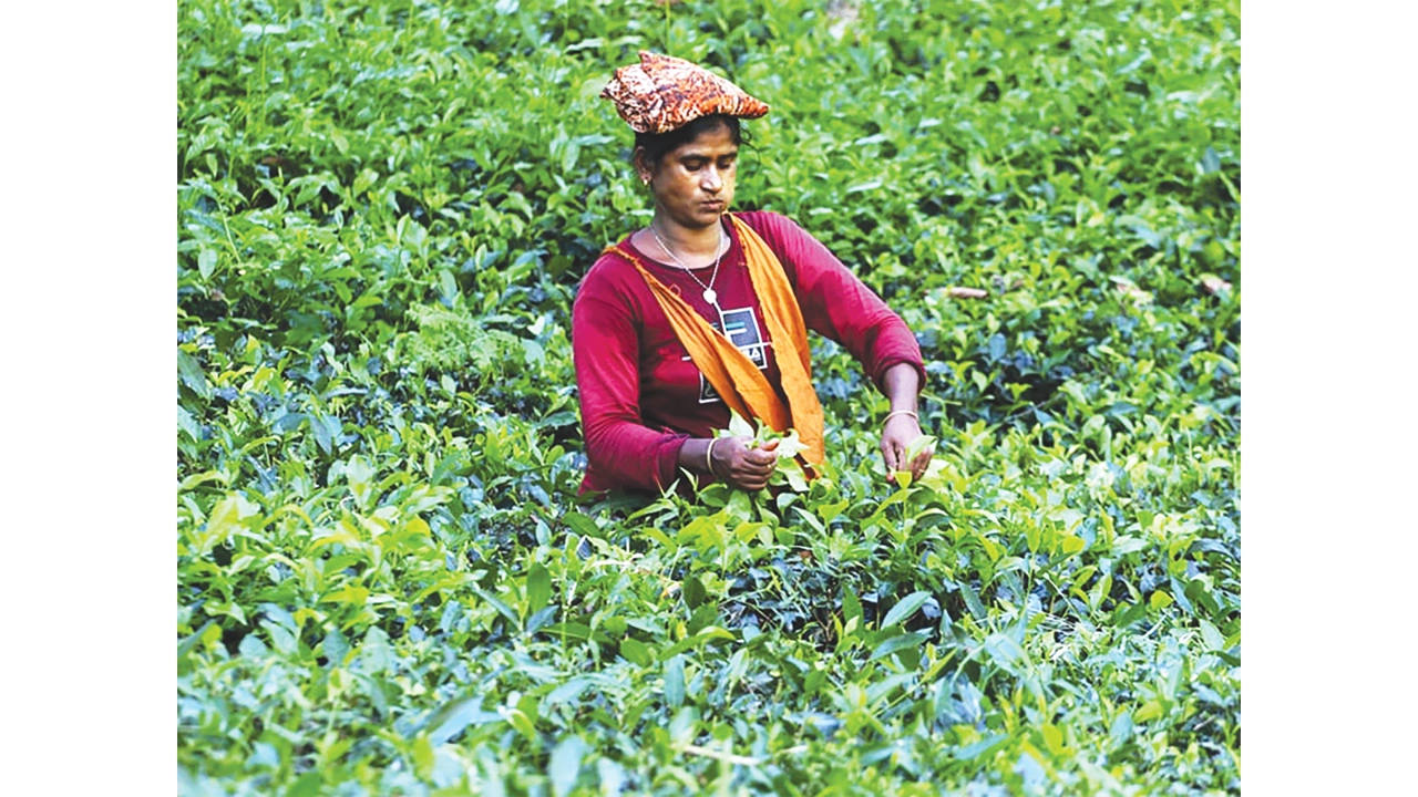 উৎপাদন আর রপ্তানিতে সাফল্য দেখাচ্ছে চা শিল্প