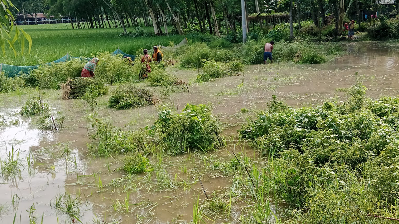 রংপুরে তলিয়ে গেছে ৮৮ হেক্টর ফসলি জমি
