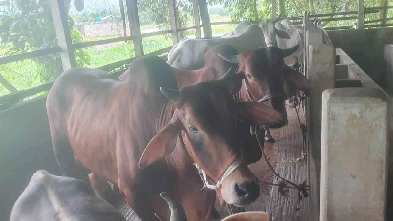 কোরবানির ১২ হাজার পশু নিয়ে প্রস্তুত চৌদ্দগ্রামের খামারিরা