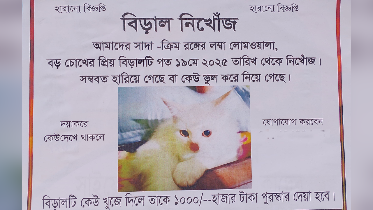 হারানো বিড়ালের জন্য পুরস্কার ঘোষণা