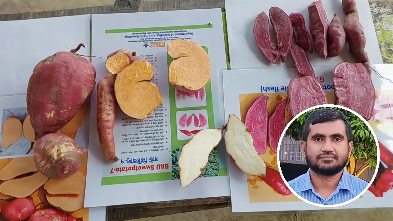তিন মিষ্টি আলু হটাবে ক্যানসার-ডায়াবেটিস