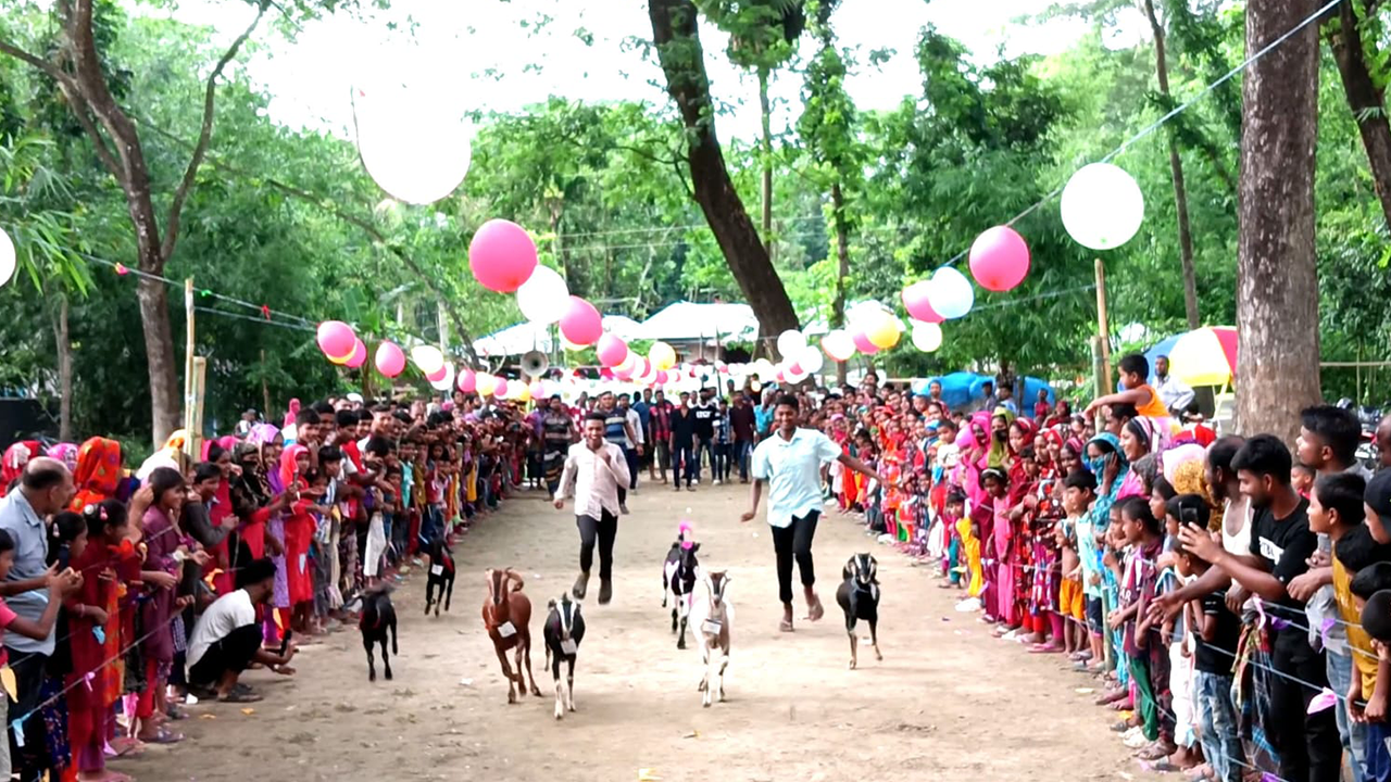 ছাগলের দৌড় দেখতে হাজারো মানুষের ভিড় 