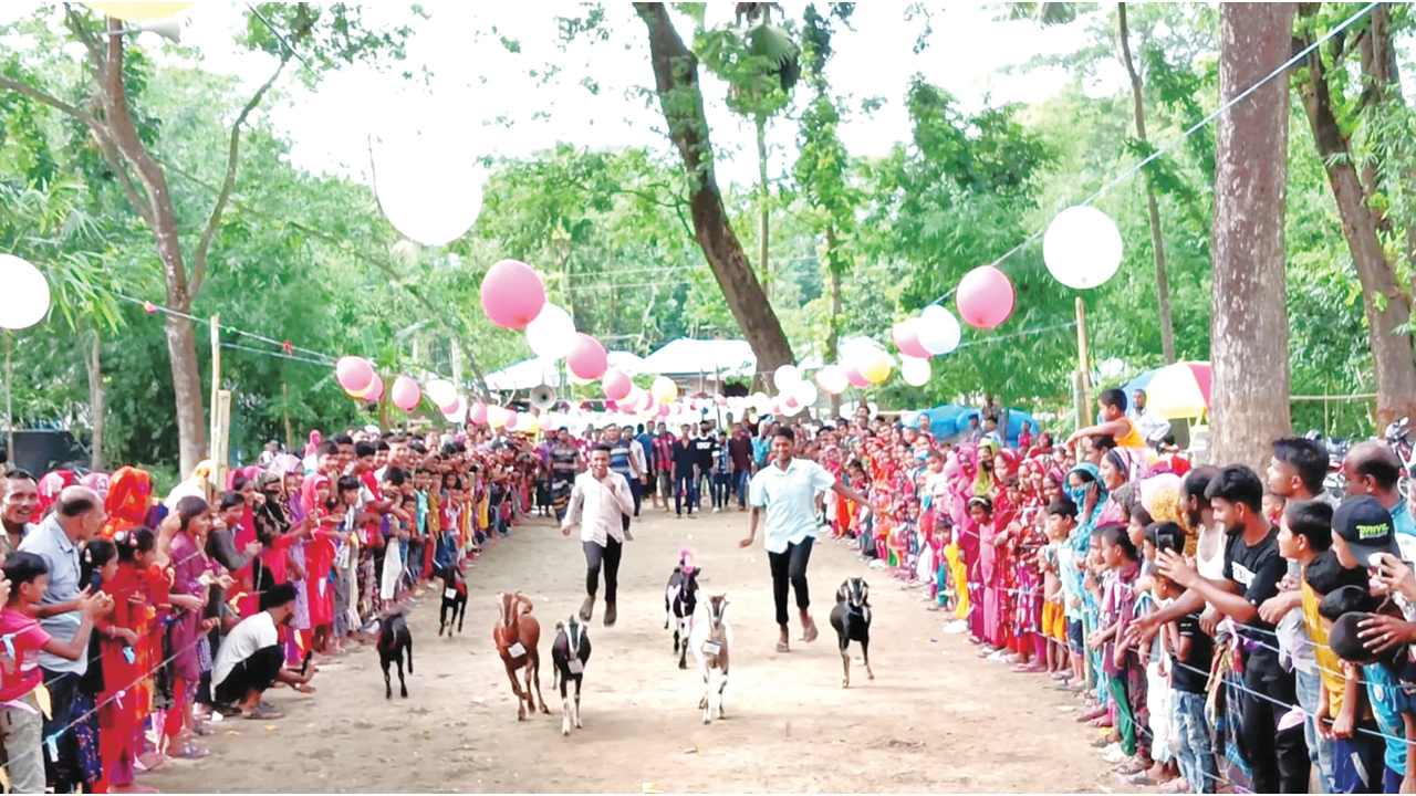ছাগলের দৌড় দেখতে ভিড়