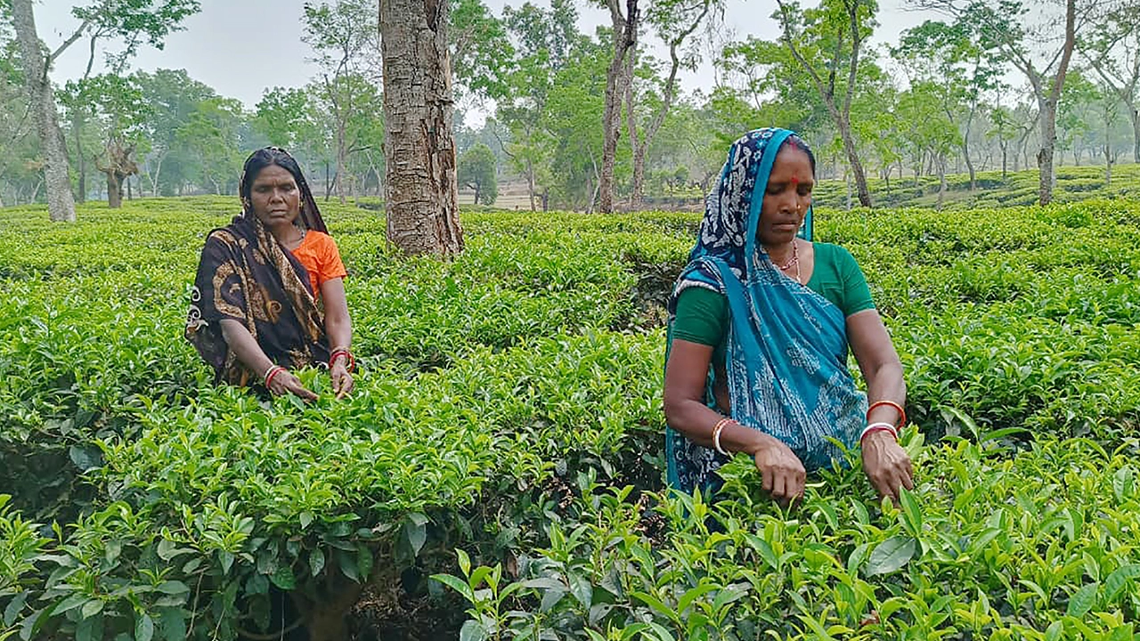 মৌলভীবাজারের কমলগঞ্জে চা বাগানে পাতা তুলছেন শ্রমিকরা। ছবি : এশিয়া পোস্ট