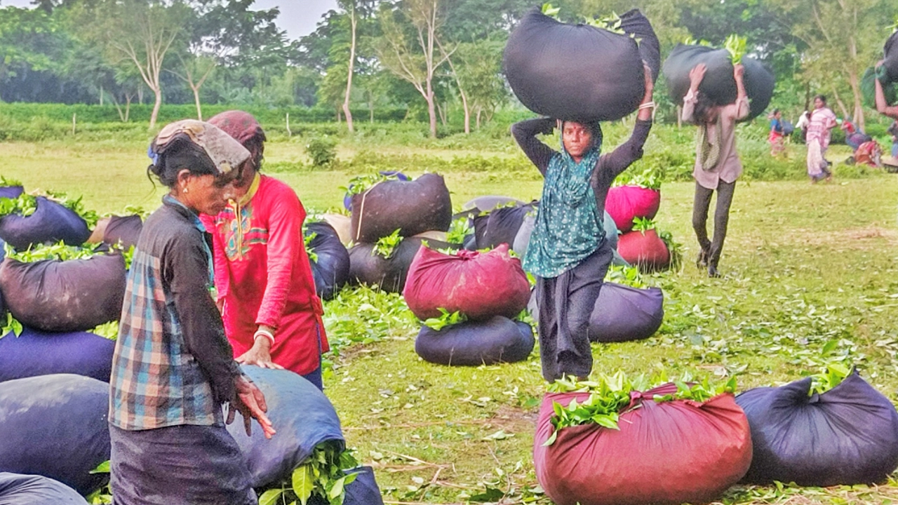মা দিবসেও চা বাগানে মায়েদেও হাড়ভাঙা খাটুনি। ছবি : এশিয়া পোস্ট