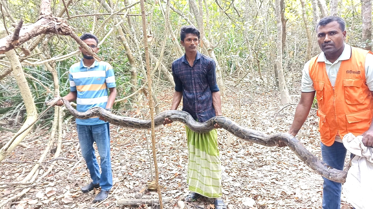 ধানক্ষেত থেকে ১৩ ফুট লম্বা অজগর উদ্ধার, সুন্দরবনে অবমুক্ত