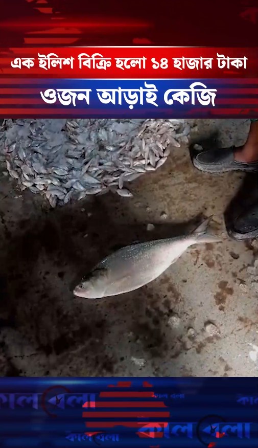 এক ইলিশ বিক্রি হলো ১৪ হাজার টাকা, ওজন আড়াই কেজি